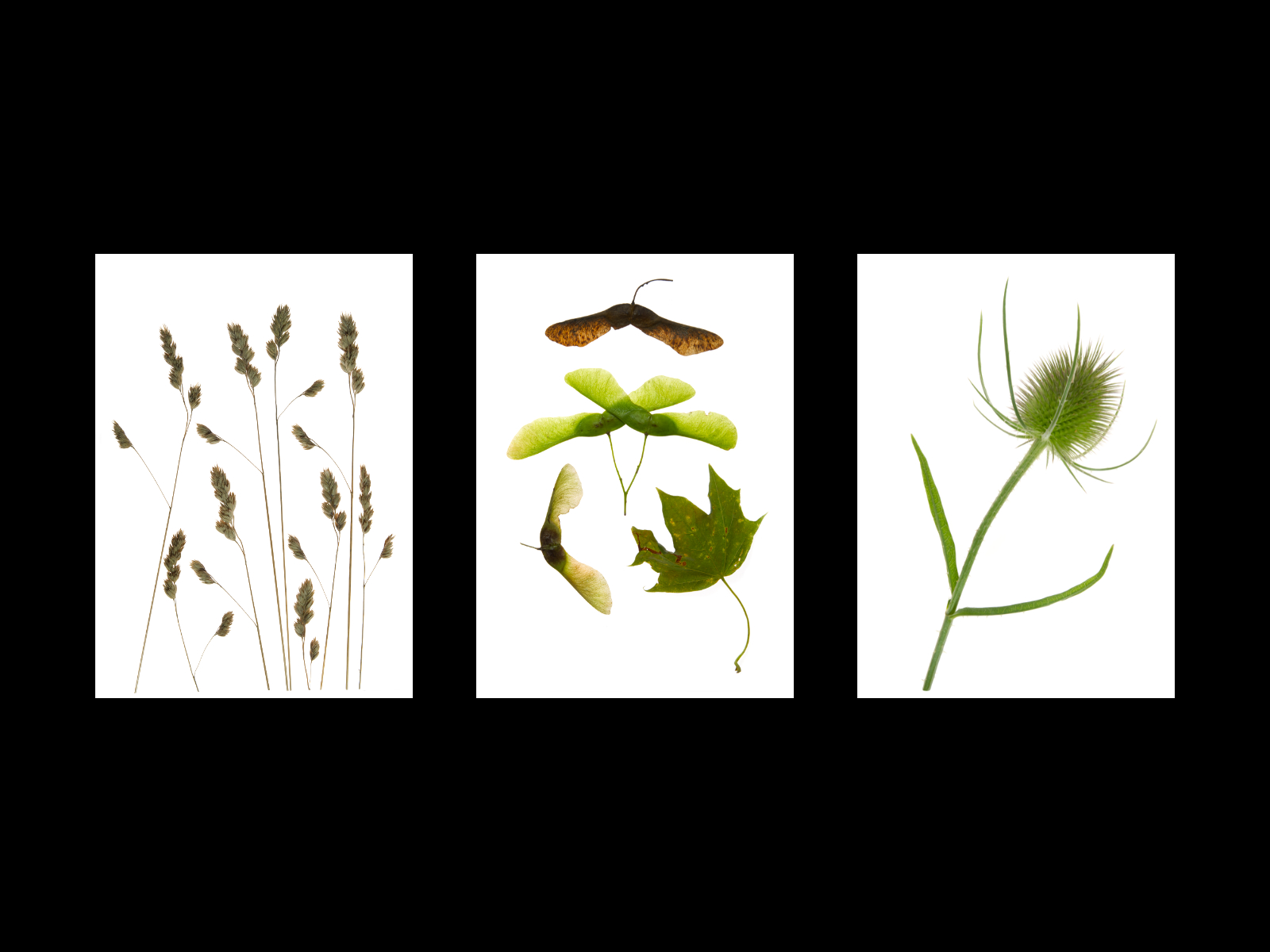 T6 - Triptych