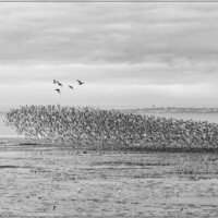 Simon Farr (mono print)